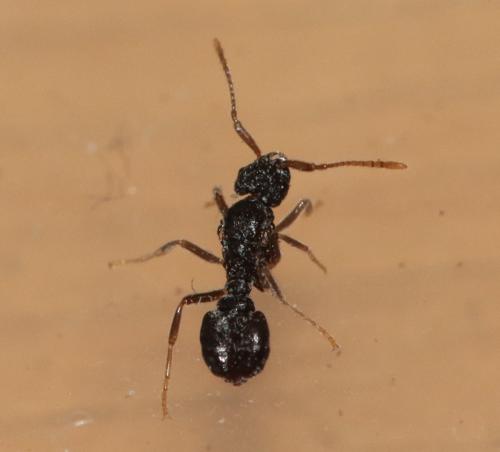Tetramorium atratulum